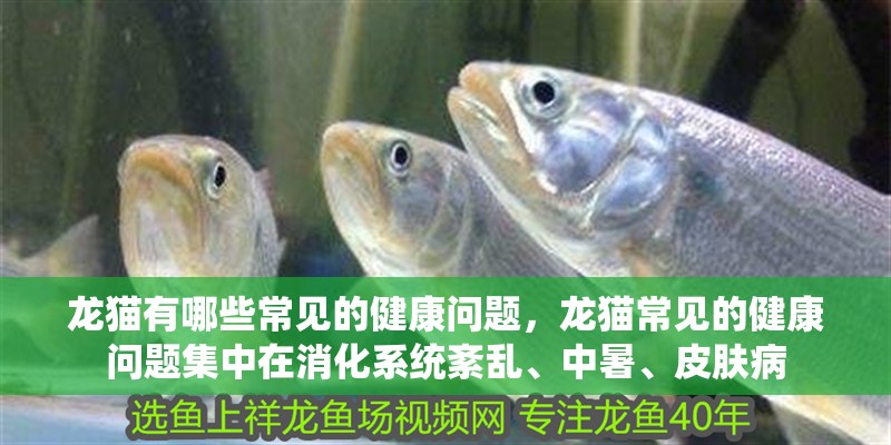 龍貓有哪些常見的健康問題，龍貓常見的健康問題集中在消化系統紊亂、中暑、皮膚病