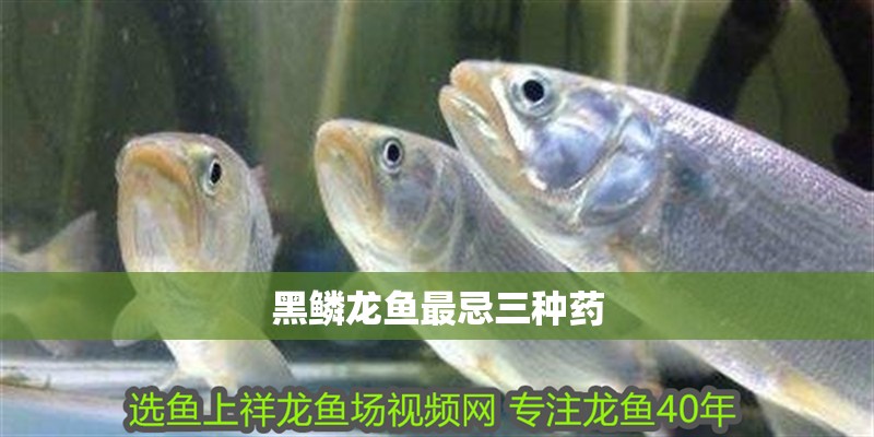 黑鱗龍魚最忌三種藥