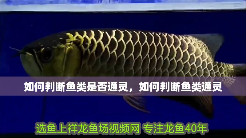 如何判斷魚類是否通靈，如何判斷魚類通靈