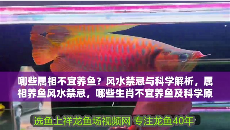 哪些屬相不宜養魚？風水禁忌與科學解析，屬相養魚風水禁忌，哪些生肖不宜養魚及科學原因解析
