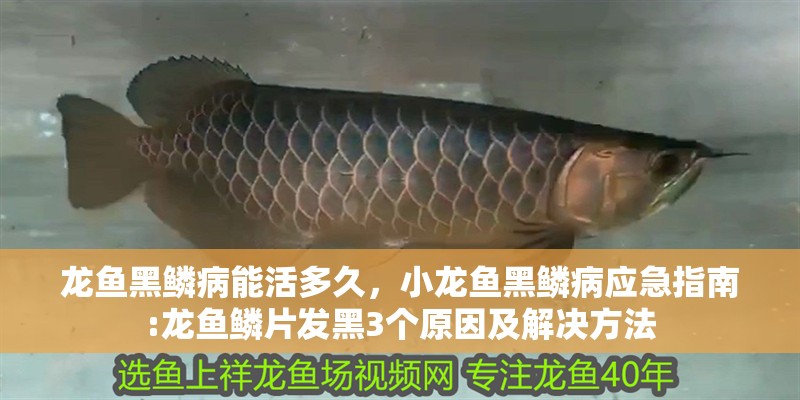 龍魚黑鱗病能活多久，小龍魚黑鱗病應(yīng)急指南:龍魚鱗片發(fā)黑3個原因及解決方法
