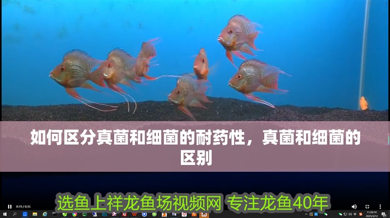 如何區分真菌和細菌的耐藥性，真菌和細菌的區別