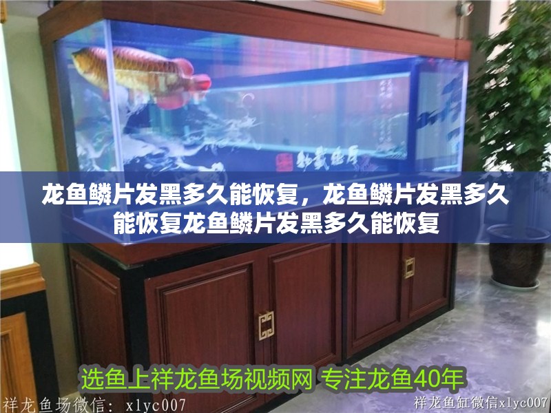 龍魚鱗片發黑多久能恢復，龍魚鱗片發黑多久能恢復龍魚鱗片發黑多久能恢復