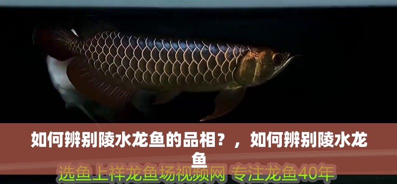 如何辨別陵水龍魚的品相？，如何辨別陵水龍魚