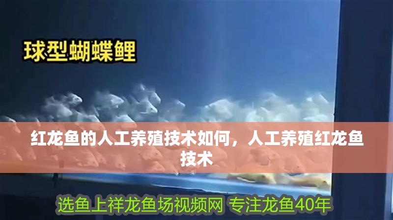 紅龍魚的人工養殖技術如何，人工養殖紅龍魚技術