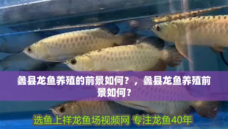 蠡縣龍魚養殖的前景如何？，蠡縣龍魚養殖前景如何？