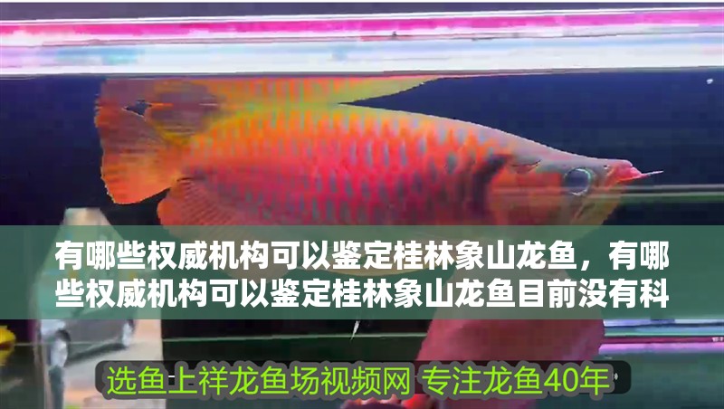 有哪些權(quán)威機(jī)構(gòu)可以鑒定桂林象山龍魚，有哪些權(quán)威機(jī)構(gòu)可以鑒定桂林象山龍魚目前沒有科學(xué)依據(jù)或權(quán)威記錄
