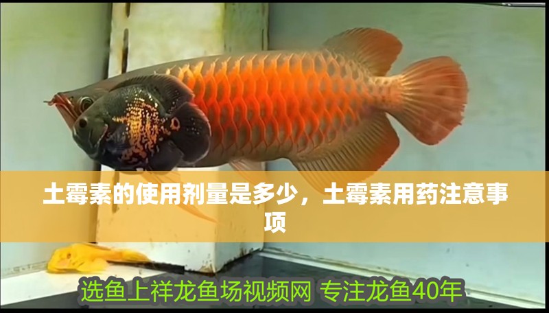 土霉素的使用劑量是多少，土霉素用藥注意事項