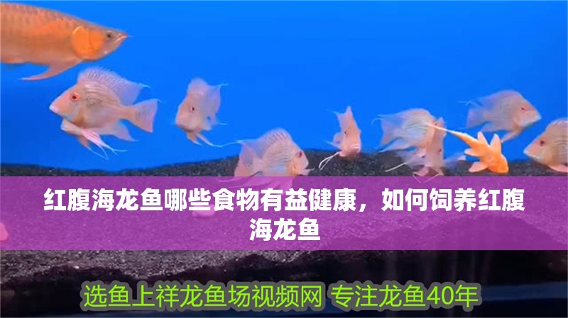 紅腹海龍魚哪些食物有益健康，如何飼養紅腹海龍魚