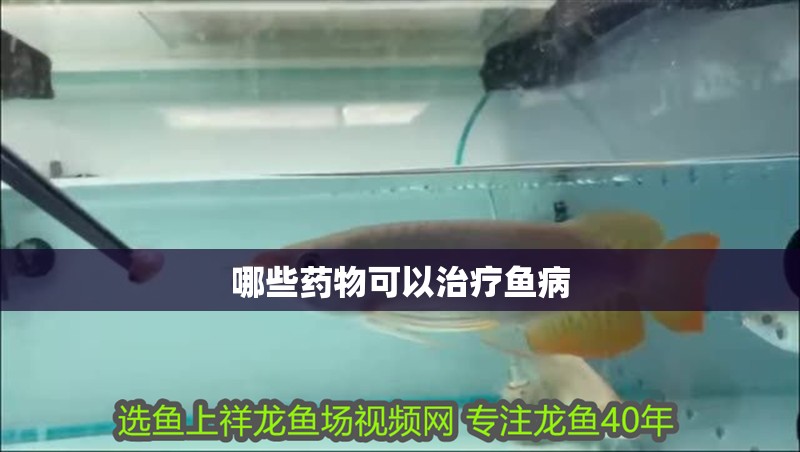哪些藥物可以治療魚病
