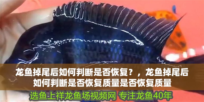 龍魚掉尾后如何判斷是否恢復?,龍魚掉尾后如何判斷是否恢復質量是否恢復質量