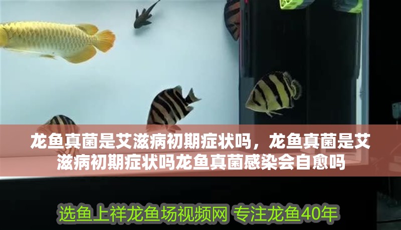 龍魚真菌是艾滋病初期癥狀嗎,龍魚真菌是艾滋病初期癥狀嗎龍魚真菌感染會自愈嗎