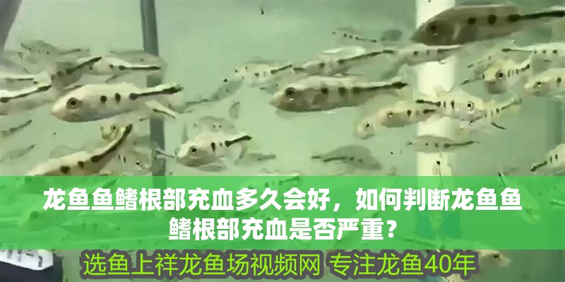 龍魚魚鰭根部充血多久會好,如何判斷龍魚魚鰭根部充血是否嚴重?