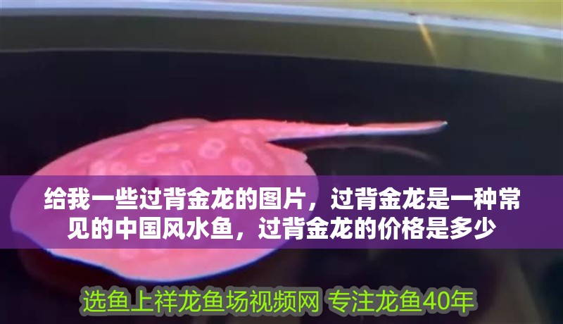 給我一些過背金龍的圖片，過背金龍是一種常見的中國風水魚，過背金龍的價格是多少