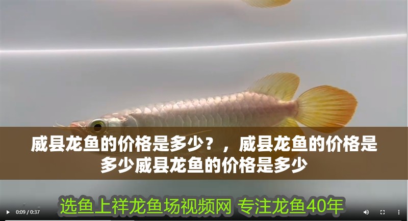 威縣龍魚的價(jià)格是多少？，威縣龍魚的價(jià)格是多少威縣龍魚的價(jià)格是多少