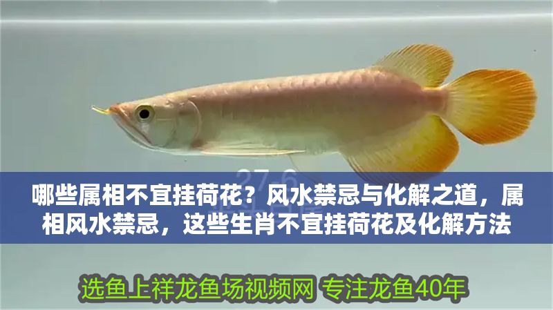 哪些屬相不宜掛荷花？風水禁忌與化解之道，屬相風水禁忌，這些生肖不宜掛荷花及化解方法