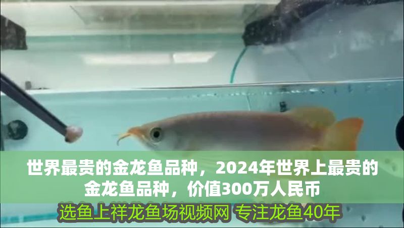 世界最貴的金龍魚品種，2024年世界上最貴的金龍魚品種，價值300萬人民幣