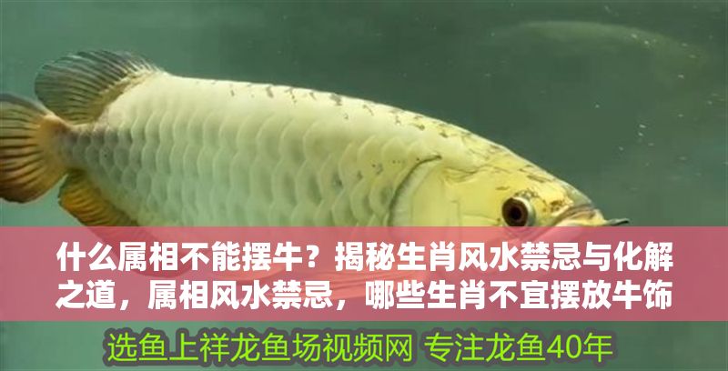 什么屬相不能擺牛？揭秘生肖風(fēng)水禁忌與化解之道，屬相風(fēng)水禁忌，哪些生肖不宜擺放牛飾物及化解方法