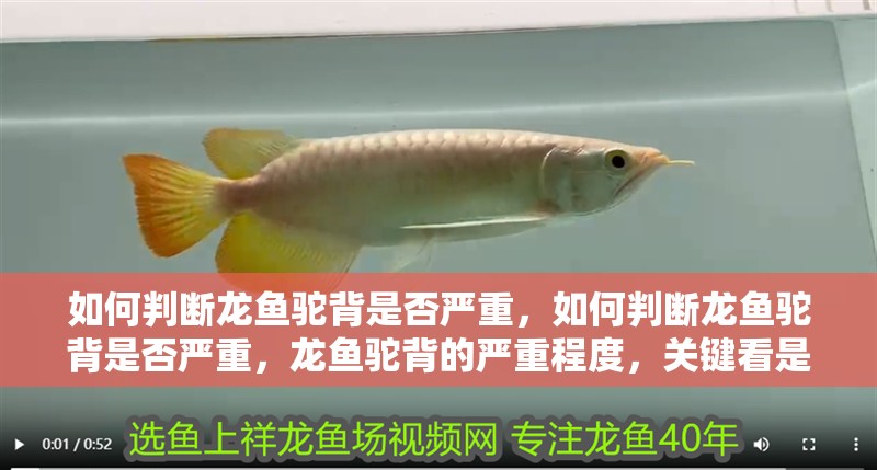 如何判斷龍魚駝背是否嚴重，如何判斷龍魚駝背是否嚴重，龍魚駝背的嚴重程度，關鍵看是否為可逆性病變