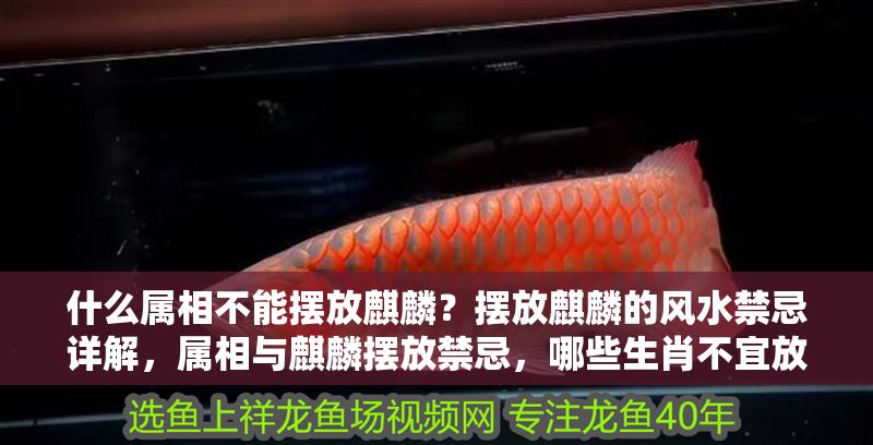 什么屬相不能擺放麒麟？擺放麒麟的風水禁忌詳解，屬相與麒麟擺放禁忌，哪些生肖不宜放置及風水注意事項