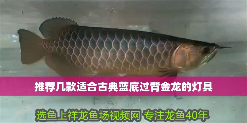 推薦幾款適合古典藍(lán)底過背金龍的燈具