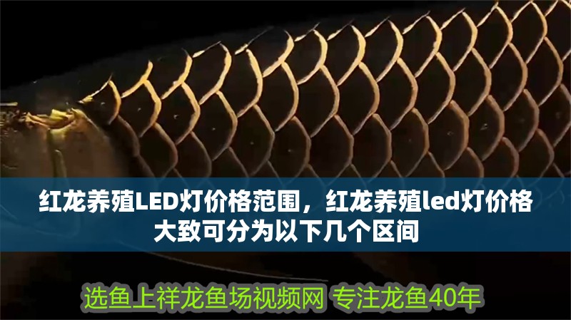 紅龍養(yǎng)殖LED燈價格范圍，紅龍養(yǎng)殖led燈價格大致可分為以下幾個區(qū)間