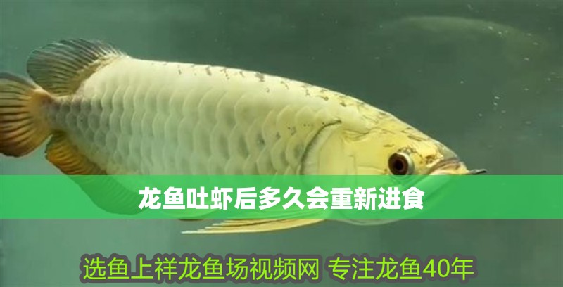 龍魚吐蝦后多久會重新進食