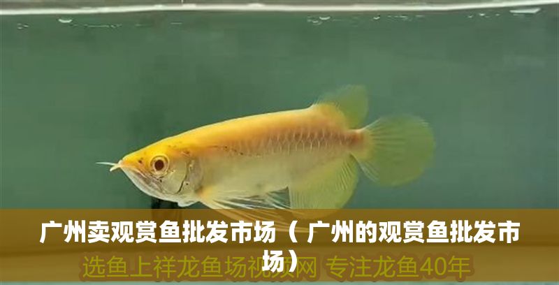廣州賣觀賞魚批發(fā)市場（ 廣州的觀賞魚批發(fā)市場）