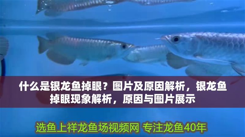 什么是銀龍魚掉眼？圖片及原因解析，銀龍魚掉眼現象解析，原因與圖片展示 什么是銀龍魚掉眼？圖片及原因解析，銀龍魚掉眼現象解析，原因與圖片展示 龍魚百科 第1張