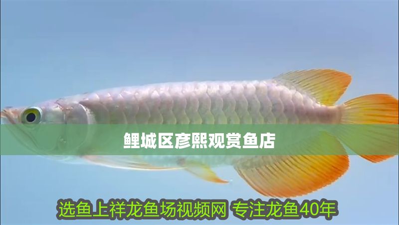 鯉城區彥熙觀賞魚店