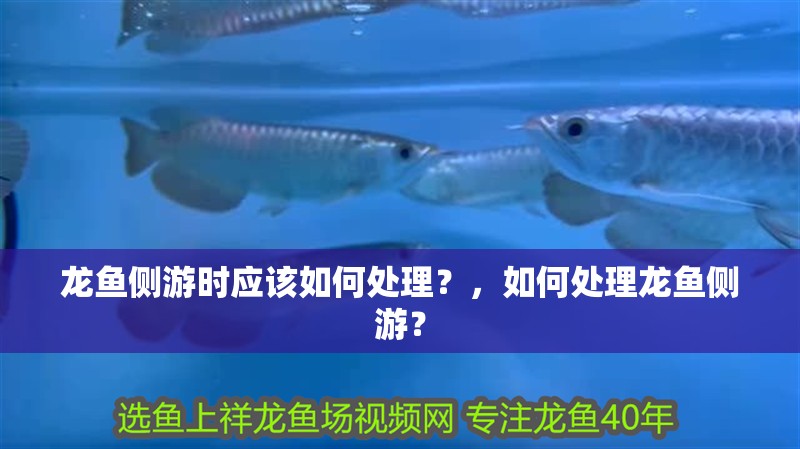 龍魚側游時應該如何處理？，如何處理龍魚側游？