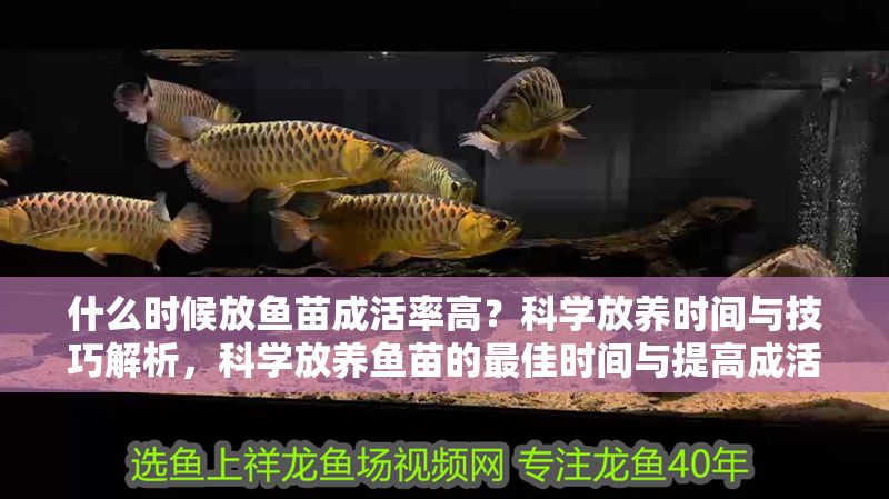 什么時候放魚苗成活率高？科學放養時間與技巧解析，科學放養魚苗的最佳時間與提高成活率的關鍵技巧