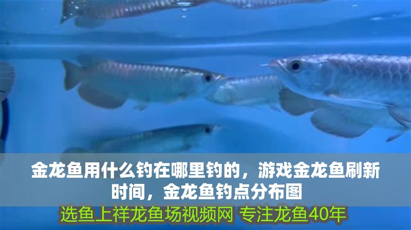 金龍魚用什么釣在哪里釣的，游戲金龍魚刷新時間，金龍魚釣點分布圖
