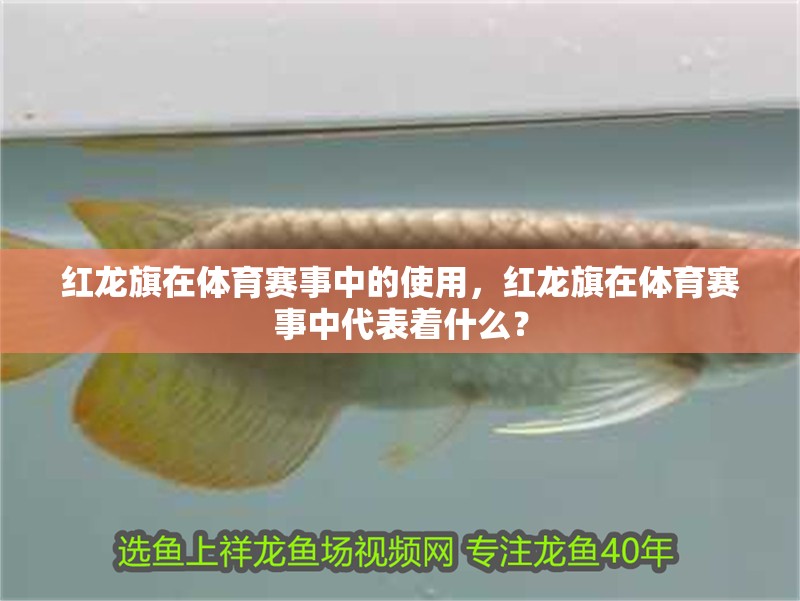 紅龍旗在體育賽事中的使用，紅龍旗在體育賽事中代表著什么？