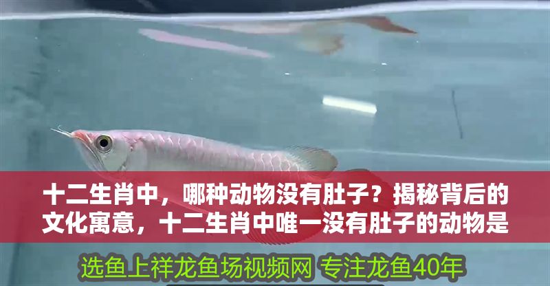 十二生肖中，哪種動物沒有肚子？揭秘背后的文化寓意，十二生肖中唯一沒有肚子的動物是誰？揭秘其獨特文化寓意