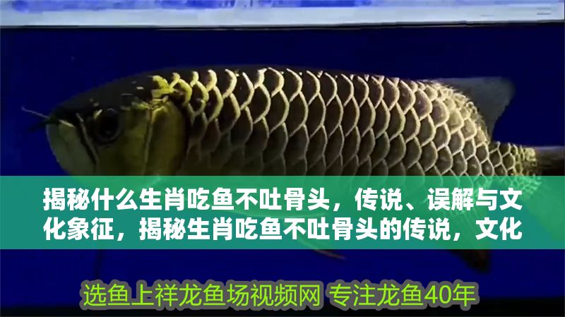 揭秘什么生肖吃魚不吐骨頭,傳說、誤解與文化象征,揭秘生肖吃魚不吐骨頭的傳說,文化象征與常見誤解 龍魚百科 第1張 揭秘什么生肖吃魚不吐骨頭,傳說、誤解與文化象征,揭秘生肖吃魚不吐骨頭的傳說,文化象征與常見誤解 揭秘什么生肖吃魚不吐骨頭,傳說、誤解與文化象征,揭秘生肖吃魚不吐骨頭的傳說,文化象征與常見誤解 龍魚百科 第1張