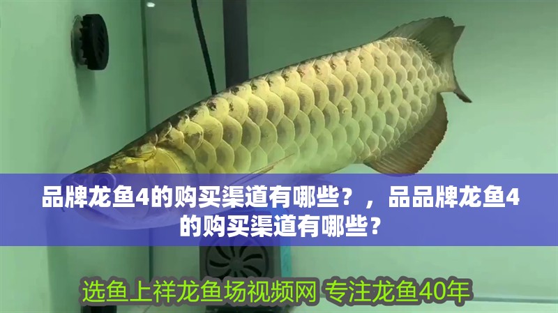 品牌龍魚4的購買渠道有哪些？，品品牌龍魚4的購買渠道有哪些？