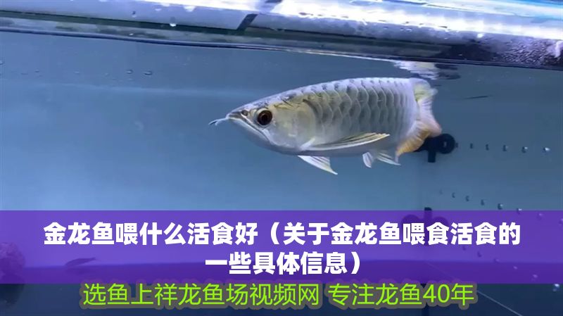金龍魚喂什么活食好（關于金龍魚喂食活食的一些具體信息）