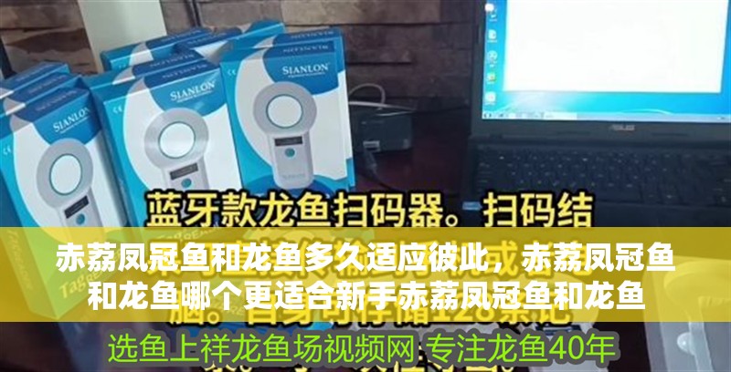 赤荔鳳冠魚和龍魚多久適應彼此，赤荔鳳冠魚和龍魚哪個更適合新手赤荔鳳冠魚和龍魚