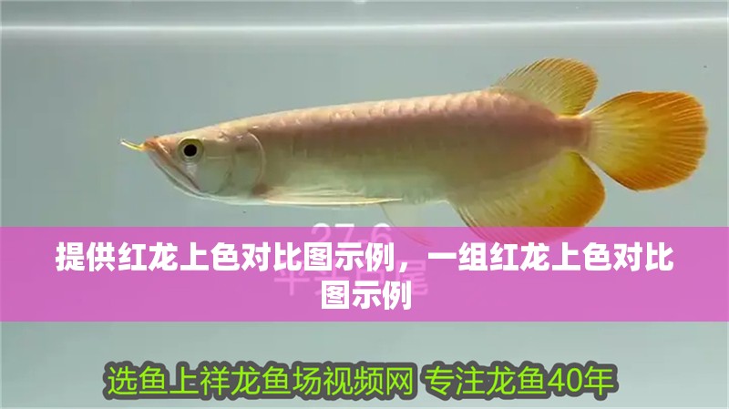 提供紅龍上色對比圖示例，一組紅龍上色對比圖示例