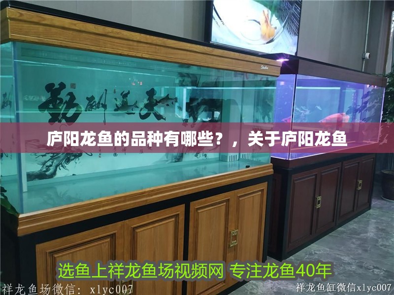 廬陽龍魚的品種有哪些？，關于廬陽龍魚