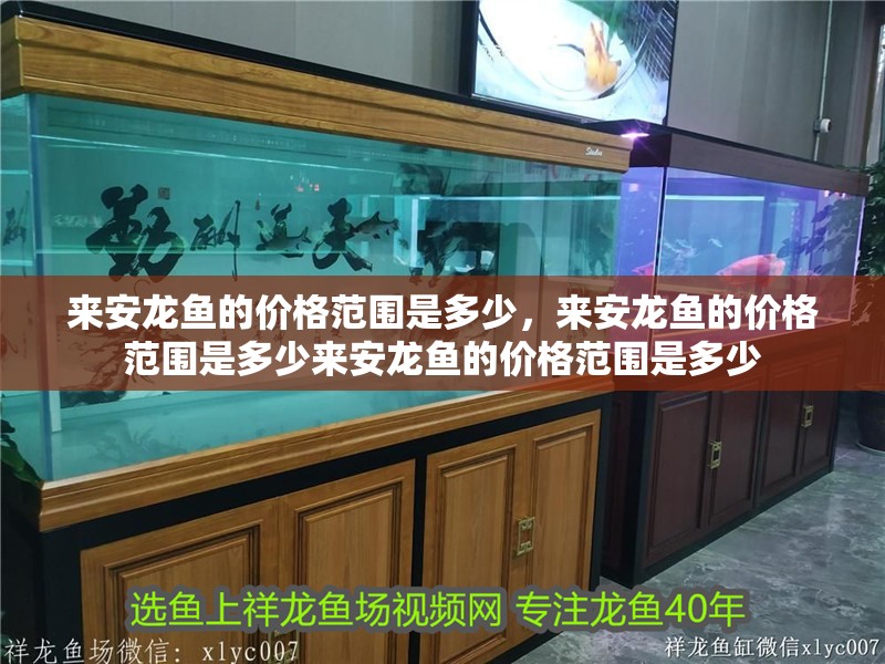 來安龍魚的價格范圍是多少，來安龍魚的價格范圍是多少來安龍魚的價格范圍是多少