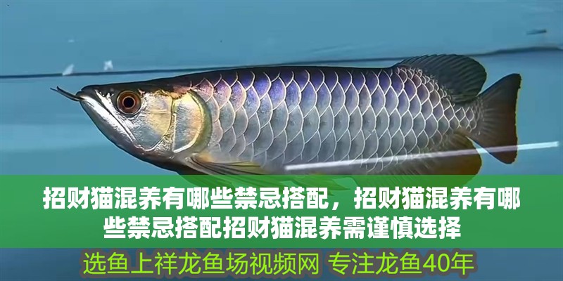 招財貓混養有哪些禁忌搭配，招財貓混養有哪些禁忌搭配招財貓混養需謹慎選擇