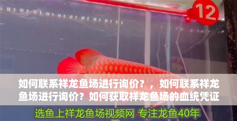 如何聯系祥龍魚場進行詢價？，如何聯系祥龍魚場進行詢價？如何獲取祥龍魚場的血統憑證？