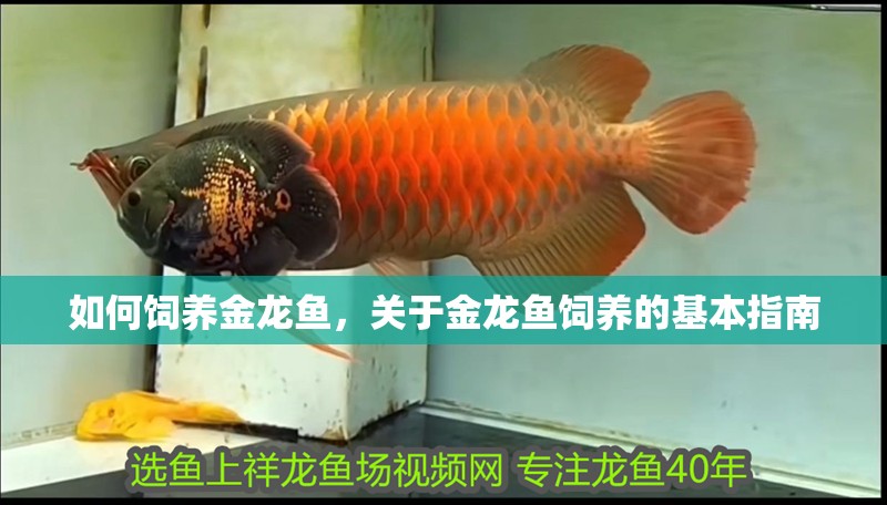 如何飼養(yǎng)金龍魚，關(guān)于金龍魚飼養(yǎng)的基本指南