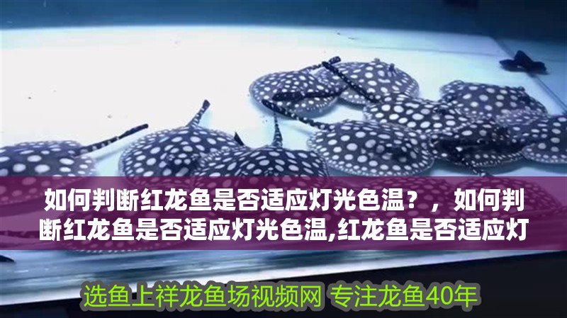 如何判斷紅龍魚是否適應(yīng)燈光色溫？，如何判斷紅龍魚是否適應(yīng)燈光色溫,紅龍魚是否適應(yīng)燈光色溫