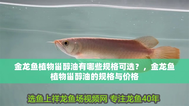 金龍魚植物甾醇油有哪些規格可選？，金龍魚植物甾醇油的規格與價格