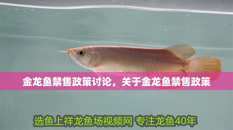 金龍魚禁售政策討論，關于金龍魚禁售政策