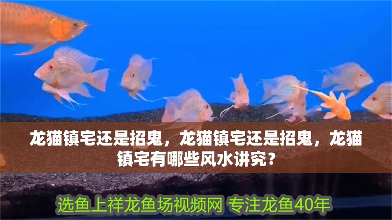 龍貓鎮宅還是招鬼，龍貓鎮宅還是招鬼，龍貓鎮宅有哪些風水講究？