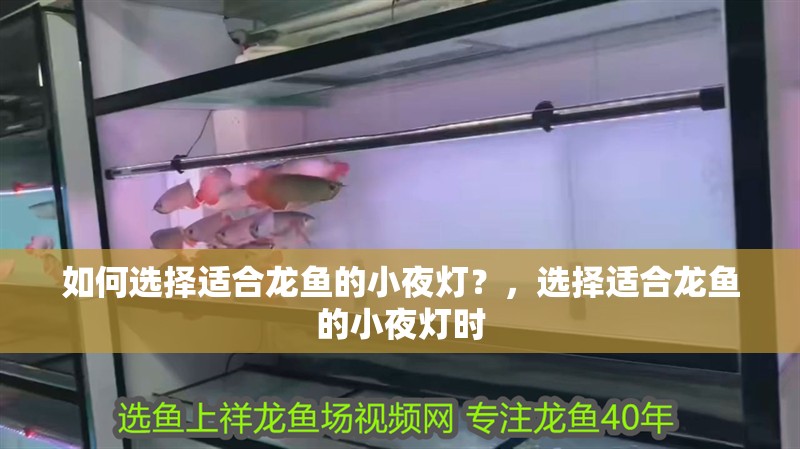 如何選擇適合龍魚的小夜燈？，選擇適合龍魚的小夜燈時